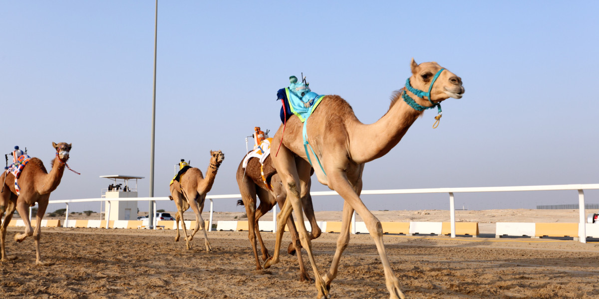 Camel Racing in Qatar: A Timeless Tradition and Modern Spectacle