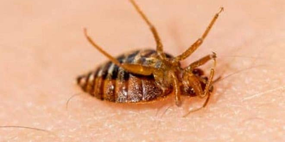 Termite Treatment Cost Guide: Budgeting for Effective Solutions