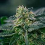 Weed Delivery in Kitchener