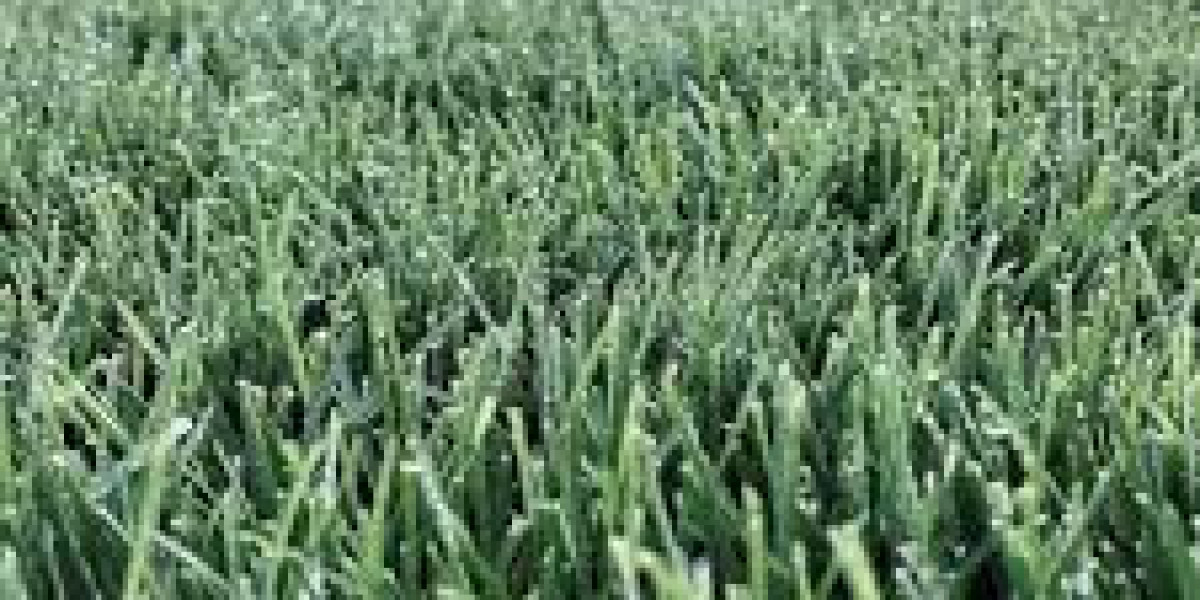 Everything You Should Know About Kentucky 31 Grass Seed in 2025