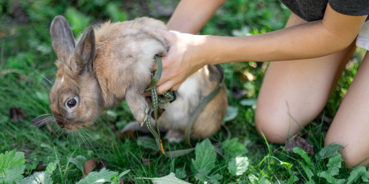 Wildlife Control in Canada: Your Guide to Humane, Effective Solutions