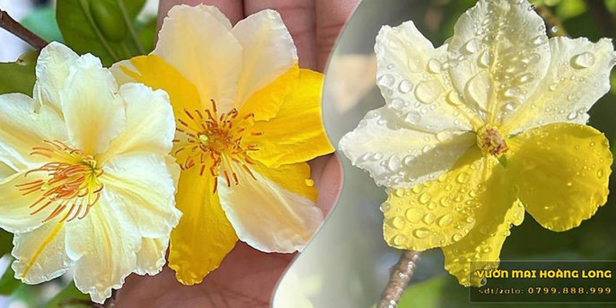 Huyền Thoại Mai Vàng