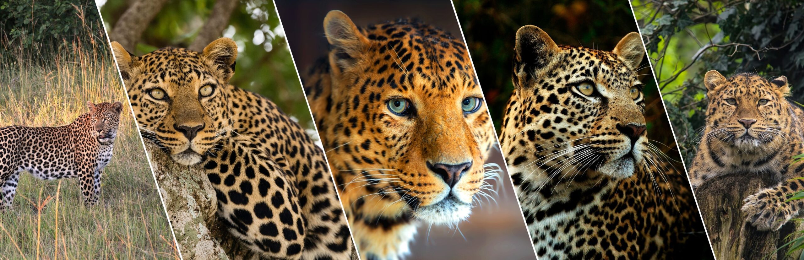 Nahargarh Leopard Safari Jaipur, Beed Papad Online Ticket Booking, Timings, History