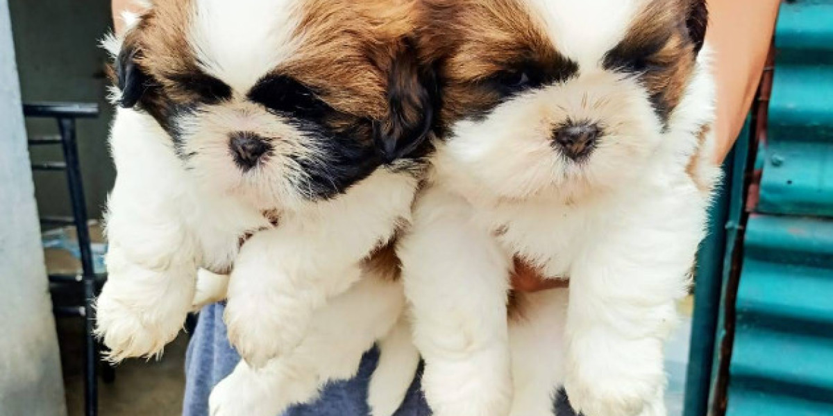 Best Pet Shop Dehradun: A Complete Guide for Pet Lovers
