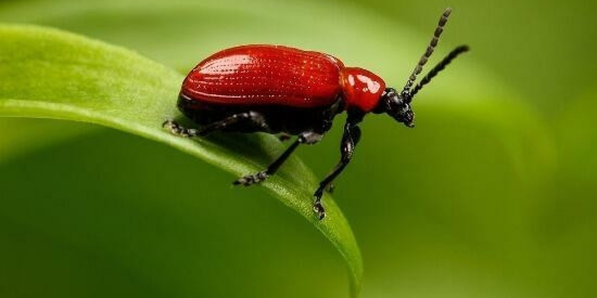 Xyz089: A Dream Written in Free Chat