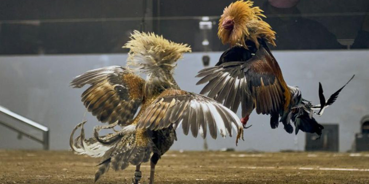 Online Bullfighting: Digital camera Online games Taking Convention Straight into Modern-day Leisure