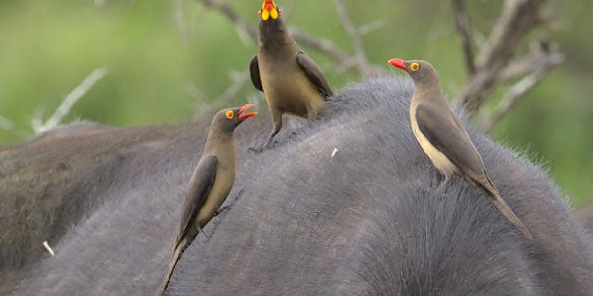 What Are the Long-Term Benefits of Hiring Wildlife Removal Professionals?